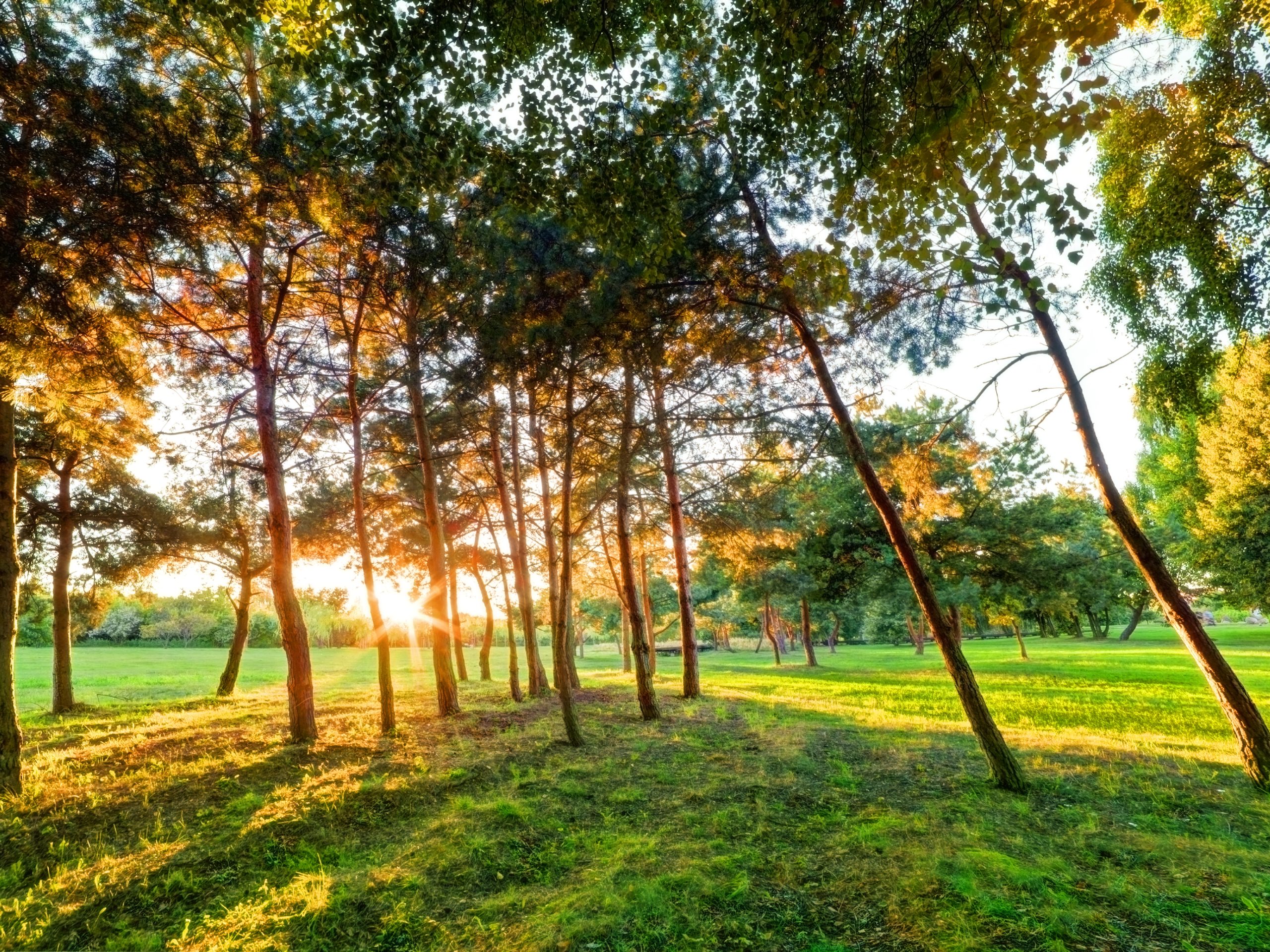 A Concert Among the Trees – September 21